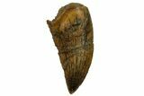 Serrated, Raptor Tooth - Real Dinosaur Tooth #255830-1